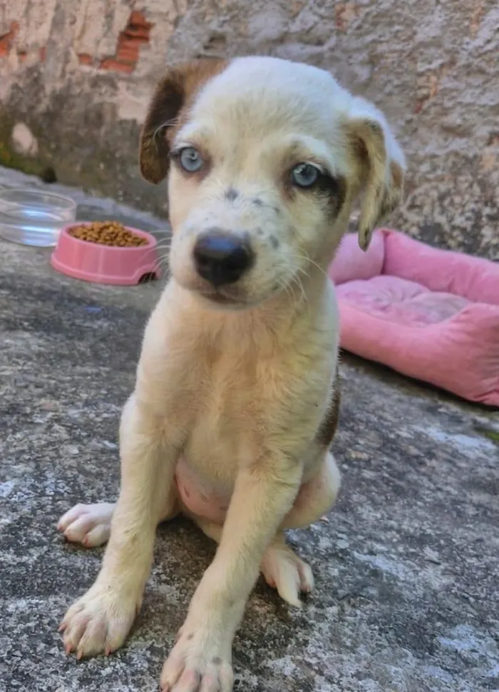 Cachorro raça SRD-ViraLata idade 2 a 6 meses nome Amora