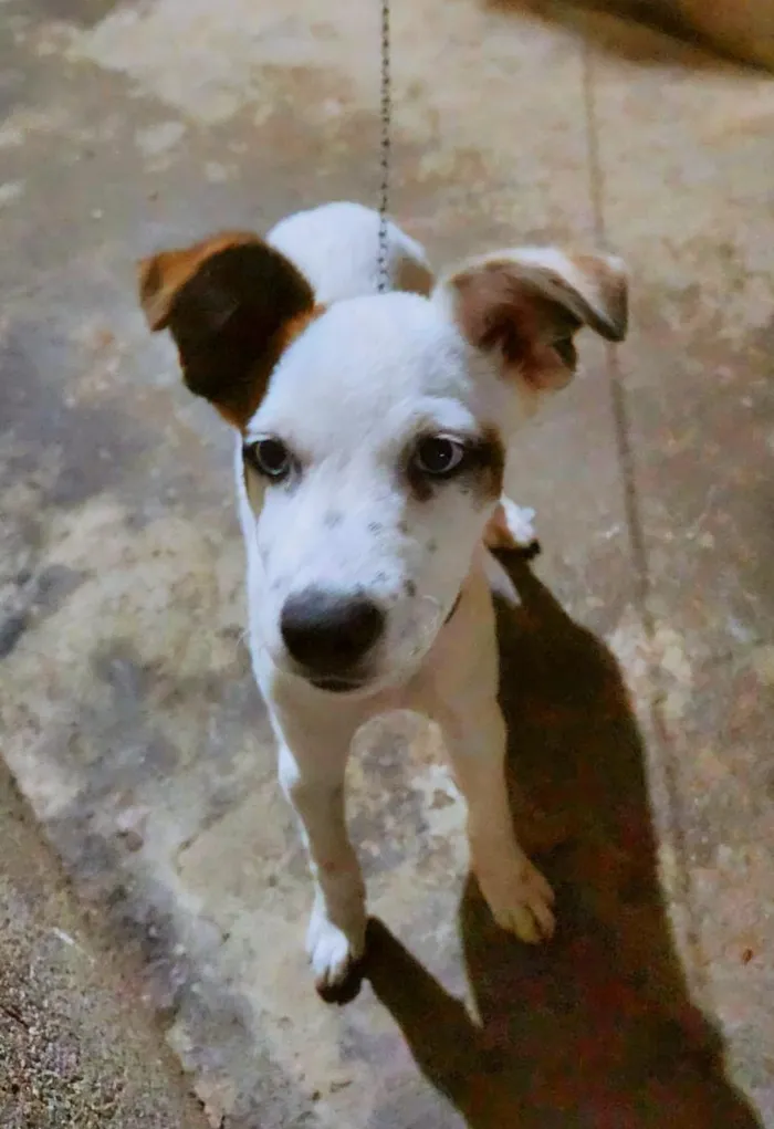 Cachorro raça SRD-ViraLata idade 2 a 6 meses nome Amora