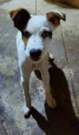 Amora