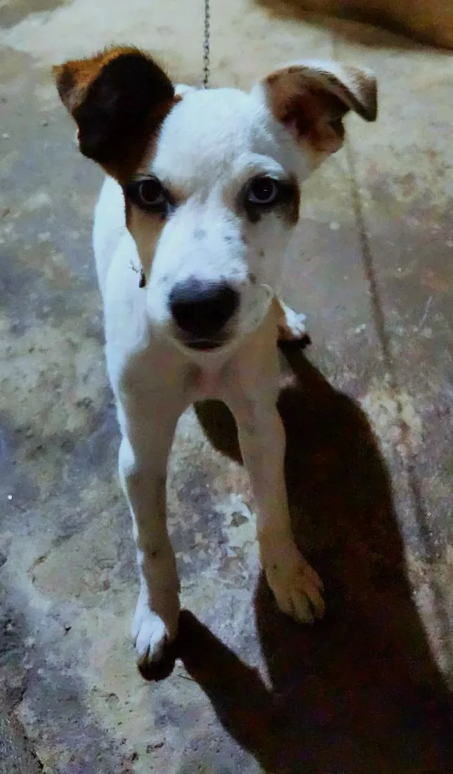 Cachorro raça SRD-ViraLata idade 2 a 6 meses nome Amora