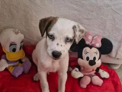 Cachorro raça SRD-ViraLata idade 2 a 6 meses nome Amora