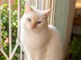 Brisa