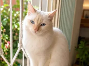 Gato raça SRD-ViraLata idade 1 ano nome Brisa