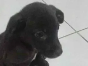 Cachorro raça SRD-ViraLata idade 2 a 6 meses nome negresco