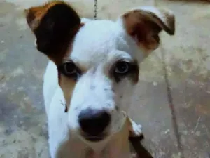 Cachorro raça SRD-ViraLata idade 2 a 6 meses nome Amora