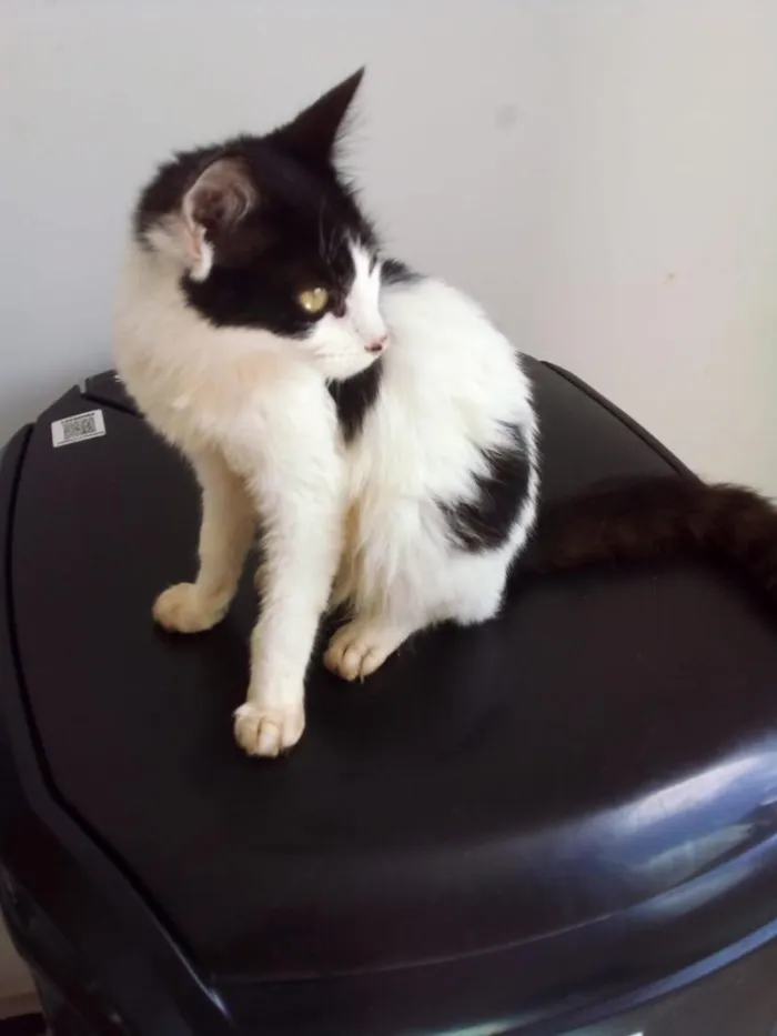 Gato raça SRD-ViraLata idade 2 a 6 meses nome Max