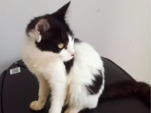 Gato raça SRD-ViraLata idade 2 a 6 meses nome Max
