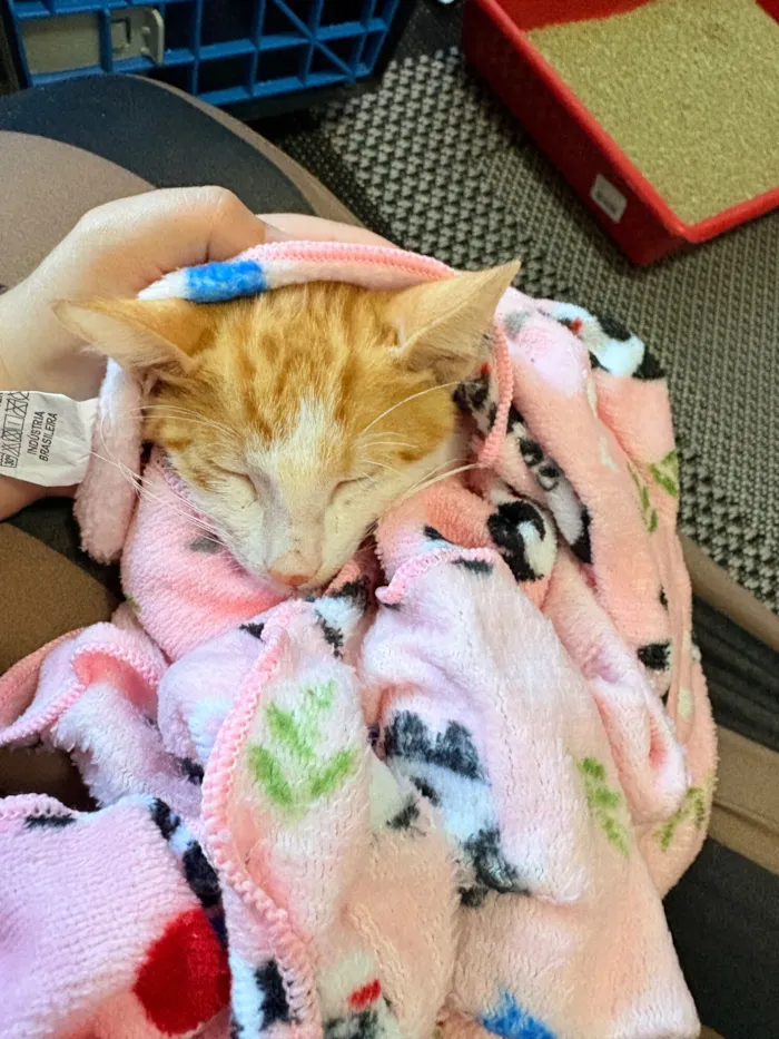 Gato raça SRD-ViraLata idade 2 a 6 meses nome ABelinha 