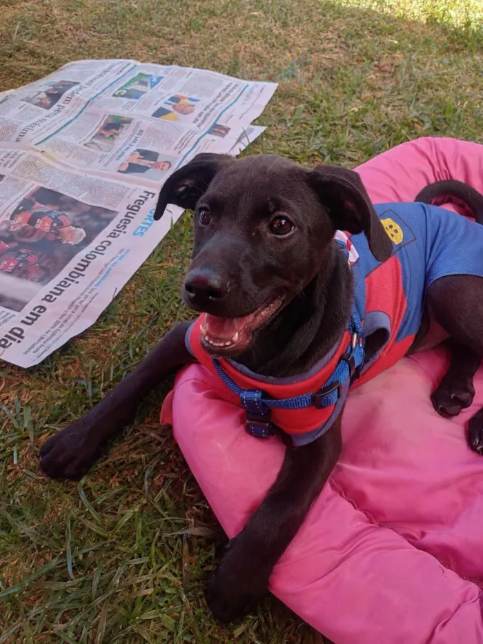 Cachorro raça SRD-ViraLata idade 2 a 6 meses nome Maui