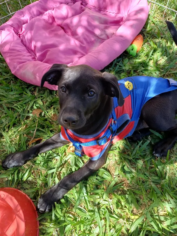 Cachorro raça SRD-ViraLata idade 2 a 6 meses nome Maui