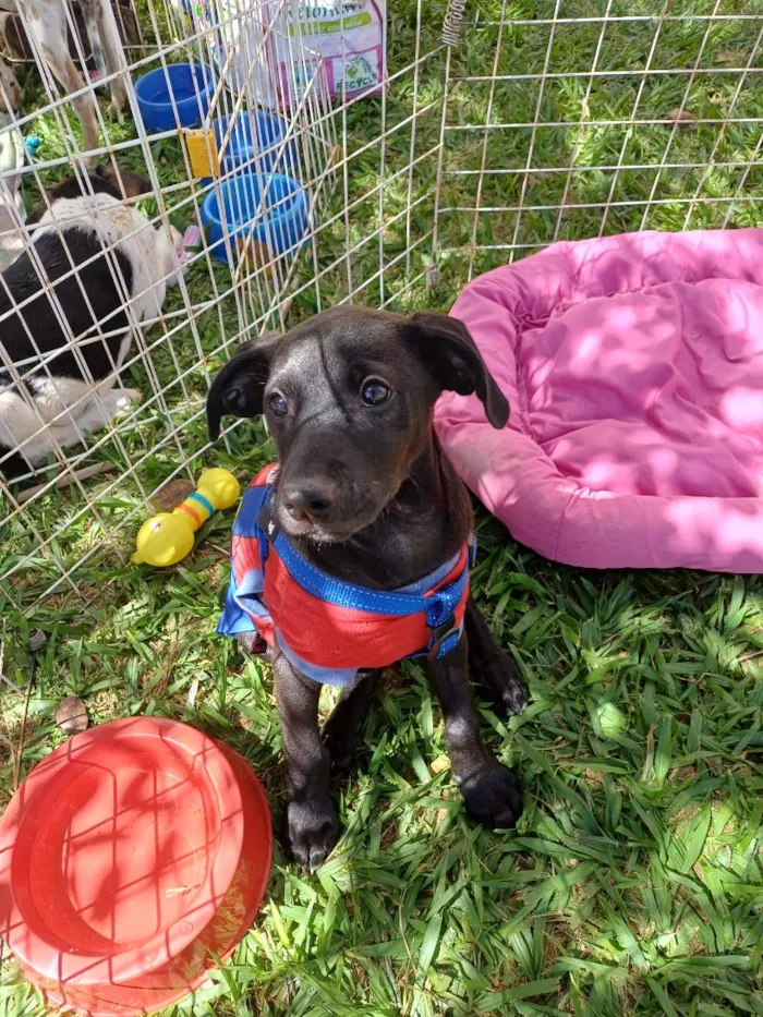 Cachorro raça SRD-ViraLata idade 2 a 6 meses nome Maui