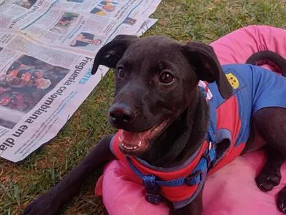 Cachorro raça SRD-ViraLata idade 2 a 6 meses nome Maui