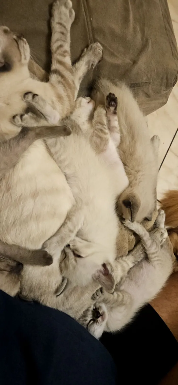 Gato raça Siamês idade 2 a 6 meses nome sem