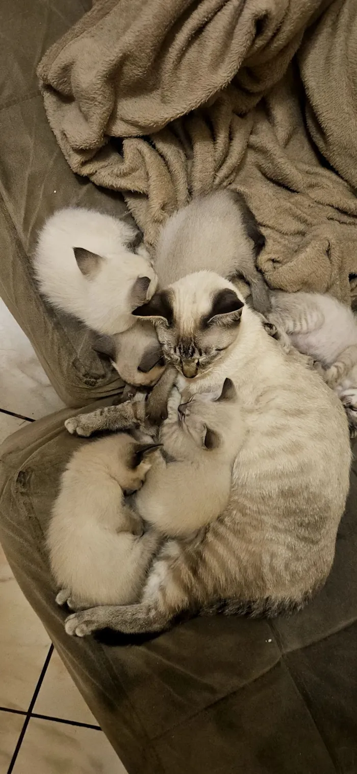 Gato raça Siamês idade 2 a 6 meses nome sem