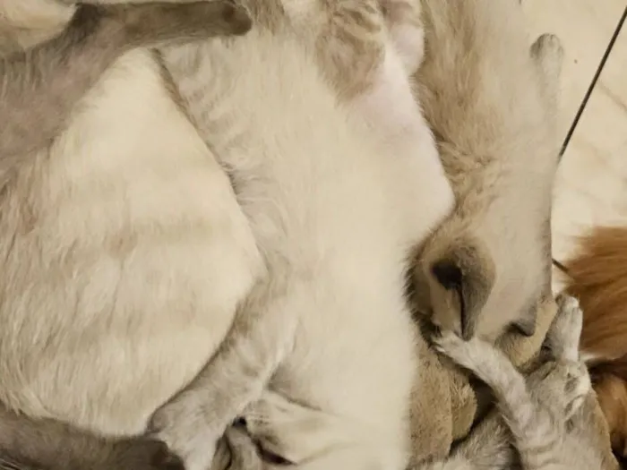 Gato raça Siamês idade 2 a 6 meses nome sem