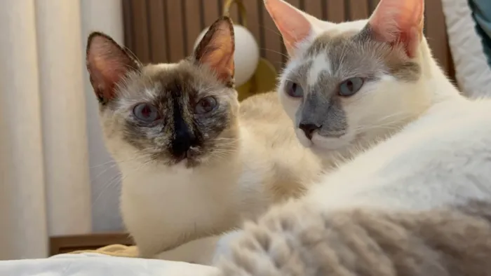 Gato raça SRD-ViraLata idade 2 anos nome Filha e Xeri