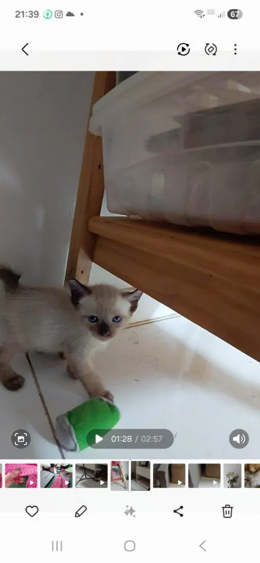 Gato raça SRD-ViraLata idade Abaixo de 2 meses nome sem nome