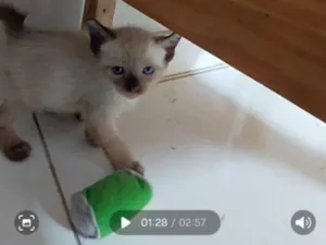 Gato raça SRD-ViraLata idade Abaixo de 2 meses nome sem nome