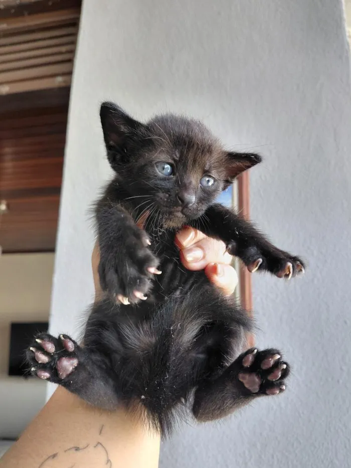 Gato raça SRD-ViraLata idade Abaixo de 2 meses nome sem nome