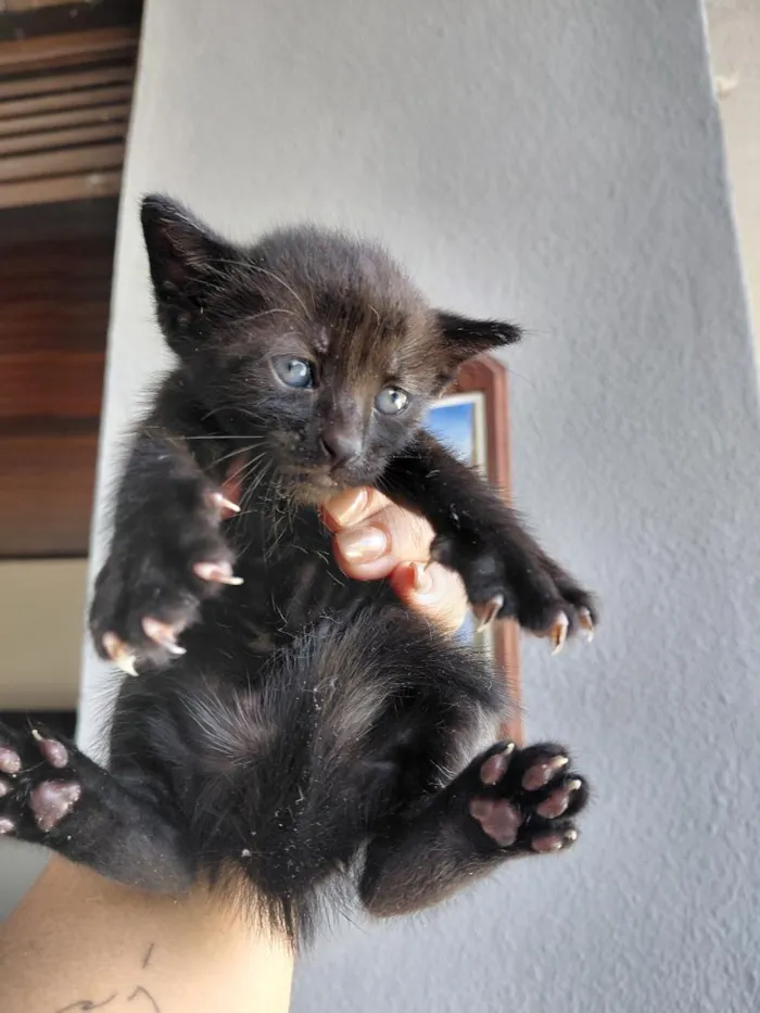 Gato raça SRD-ViraLata idade Abaixo de 2 meses nome sem nome