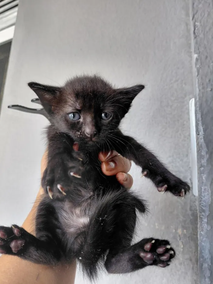 Gato raça SRD-ViraLata idade Abaixo de 2 meses nome sem nome