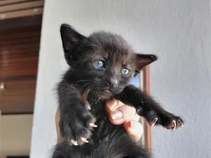 Gato raça SRD-ViraLata idade Abaixo de 2 meses nome sem nome