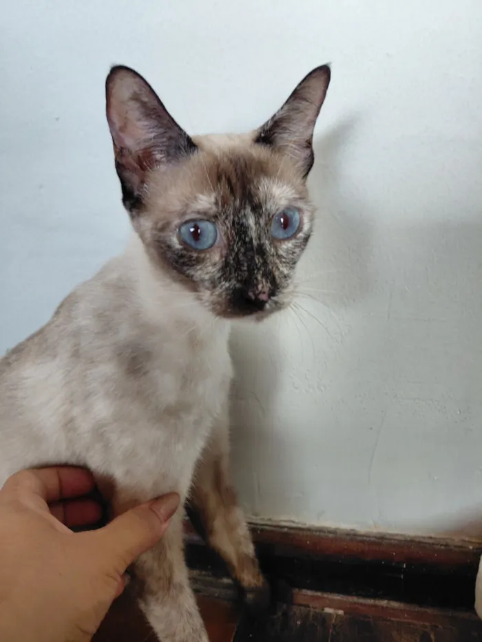 Gato raça SRD-ViraLata idade 7 a 11 meses nome Margot 