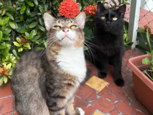 Gato raça SRD-ViraLata idade 2 anos nome Bento