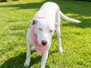 Cachorro raça SRD-ViraLata idade 1 ano nome Abigail 