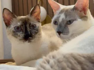 Gato raça SRD-ViraLata idade 2 anos nome Filha e Xeri