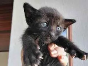 Gato raça SRD-ViraLata idade Abaixo de 2 meses nome sem nome
