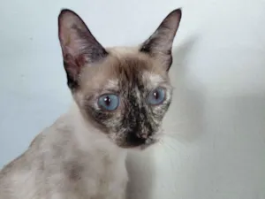 Gato raça SRD-ViraLata idade 7 a 11 meses nome Margot 