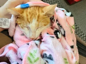 Gato raça SRD-ViraLata idade 2 a 6 meses nome ABelinha 