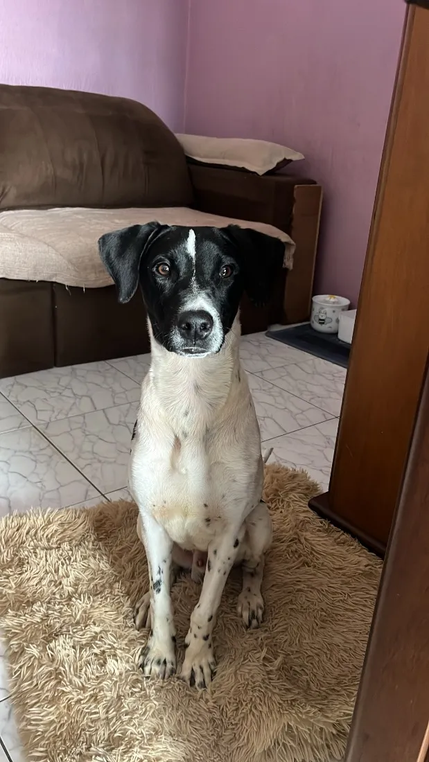 Cachorro raça SRD-ViraLata idade 1 ano nome Tobby 