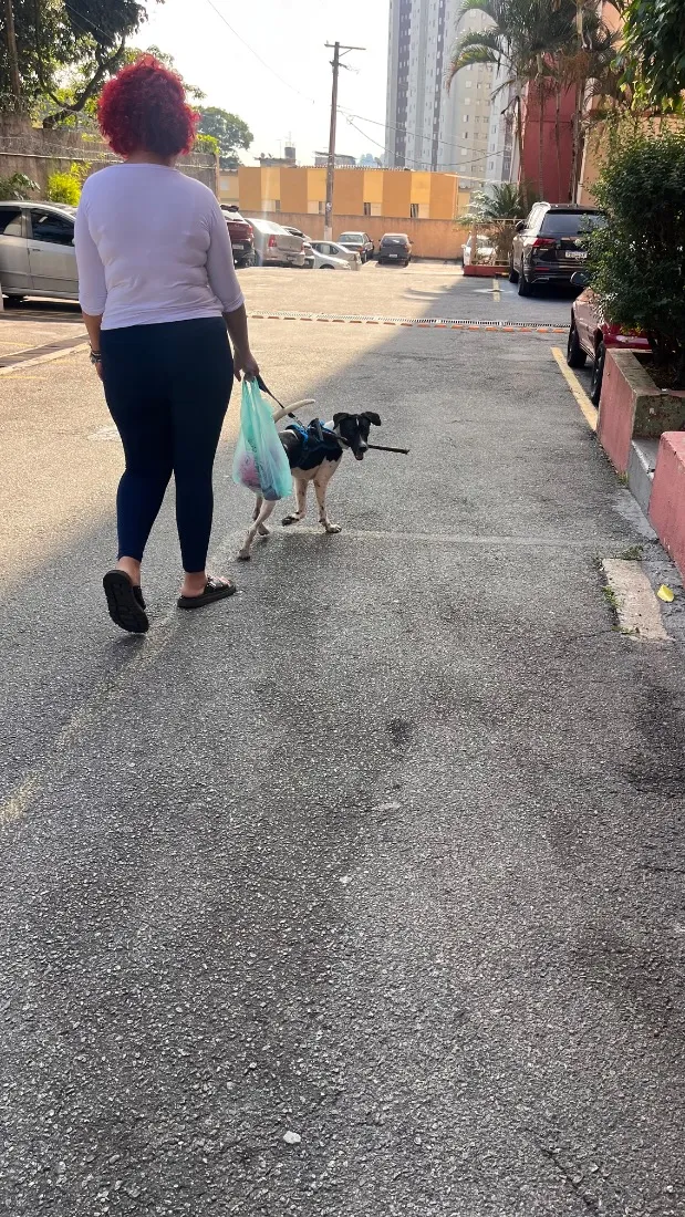 Cachorro raça SRD-ViraLata idade 1 ano nome Tobby 