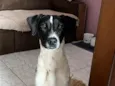 Tobby 