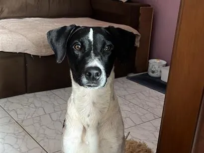 Cachorro raça SRD-ViraLata idade 1 ano nome Tobby 