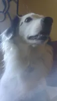 linda cachorra