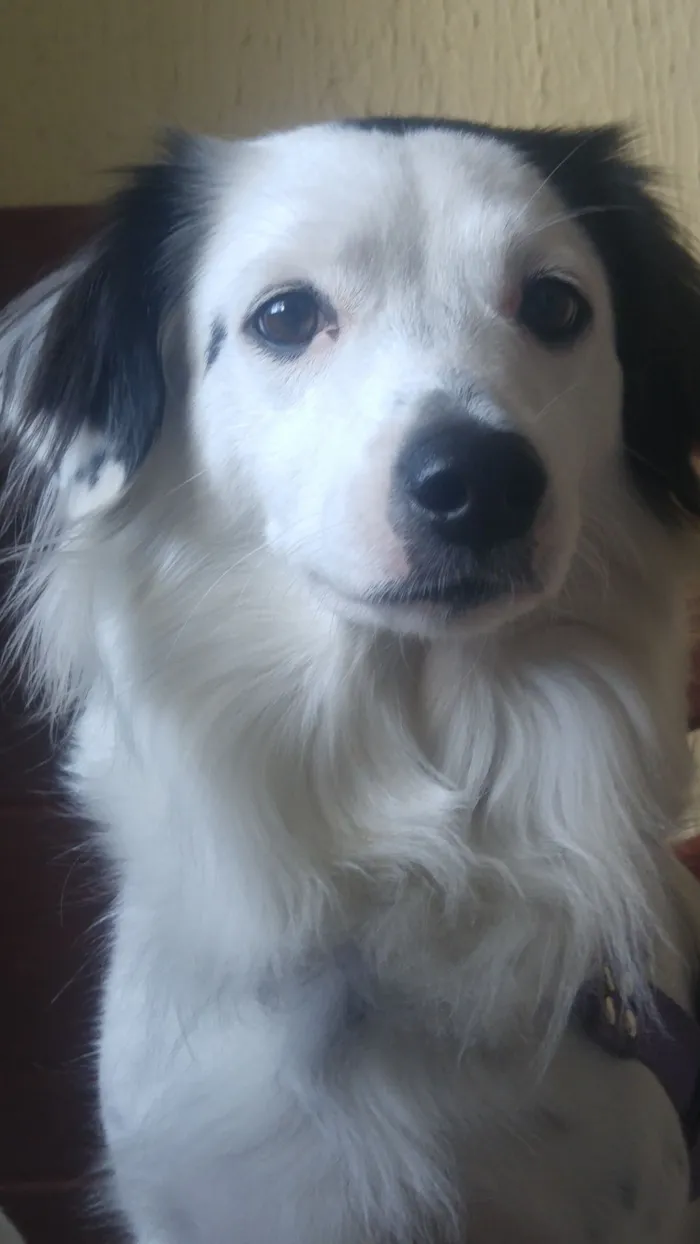 Cachorro raça SRD-ViraLata idade 5 anos nome linda cachorra