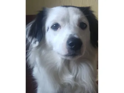 Cachorro raça SRD-ViraLata idade 5 anos nome linda cachorra
