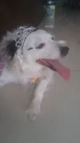 linda cachorra