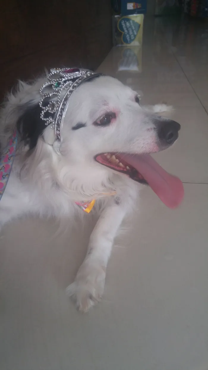 Cachorro raça SRD-ViraLata idade 5 anos nome linda cachorra