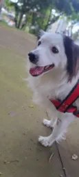 linda cachorra