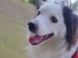 linda cachorra