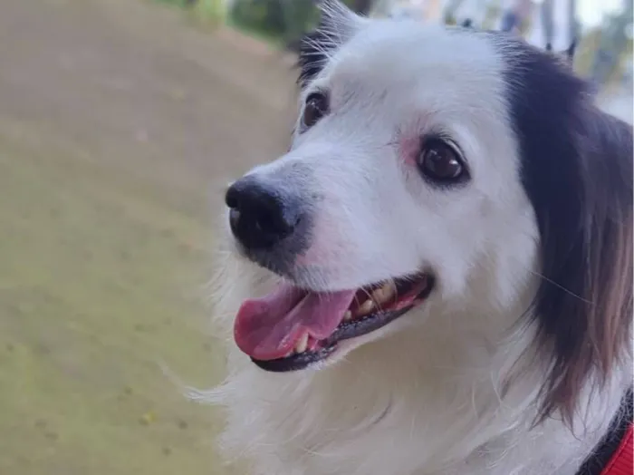 Cachorro raça SRD-ViraLata idade 5 anos nome linda cachorra