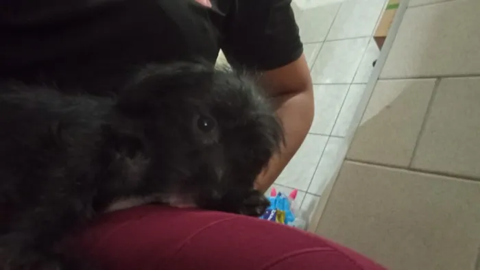 Cachorro raça Poodle idade 2 a 6 meses nome Duchi