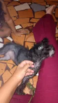 Duchi