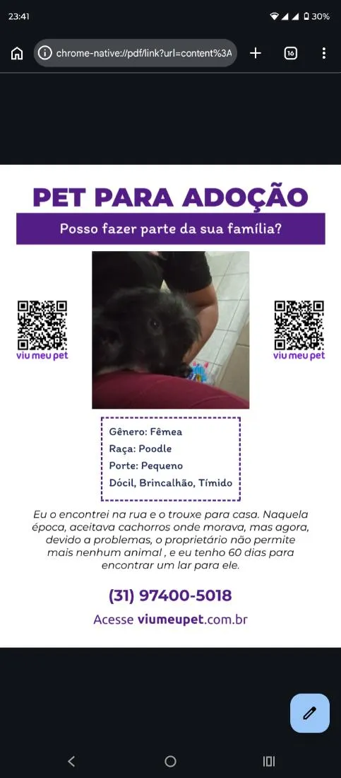 Cachorro raça Poodle idade 2 a 6 meses nome Duchi