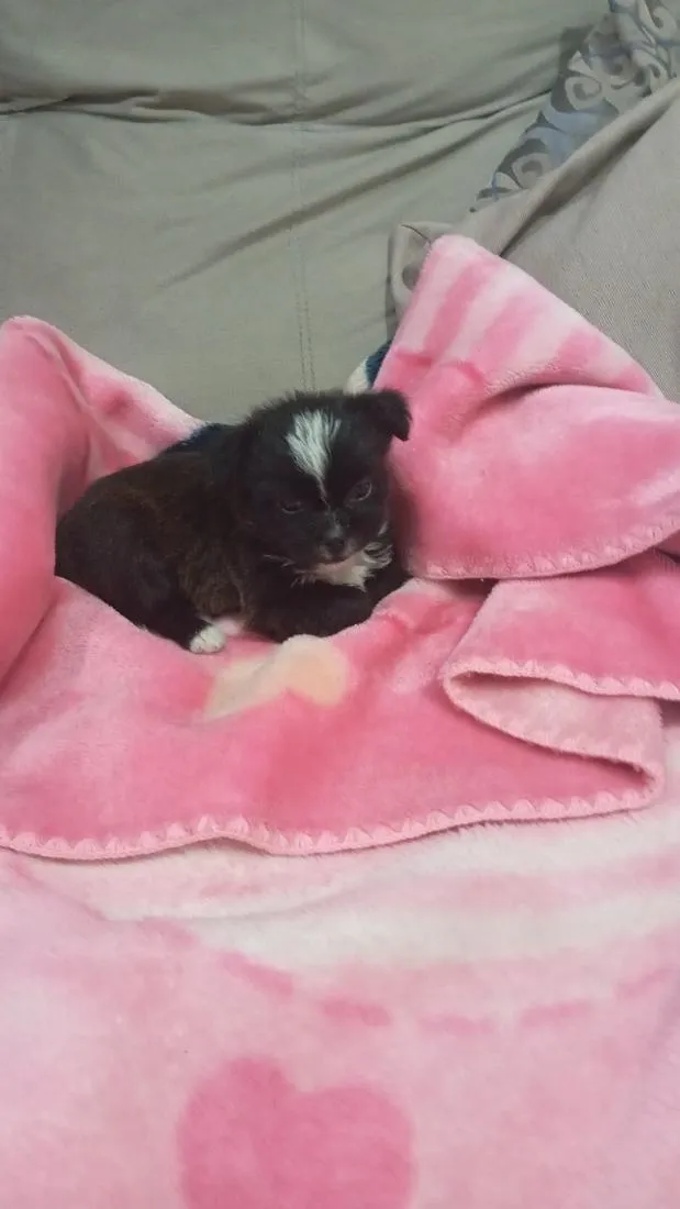 Cachorro raça Shitzu idade Abaixo de 2 meses nome Belinha