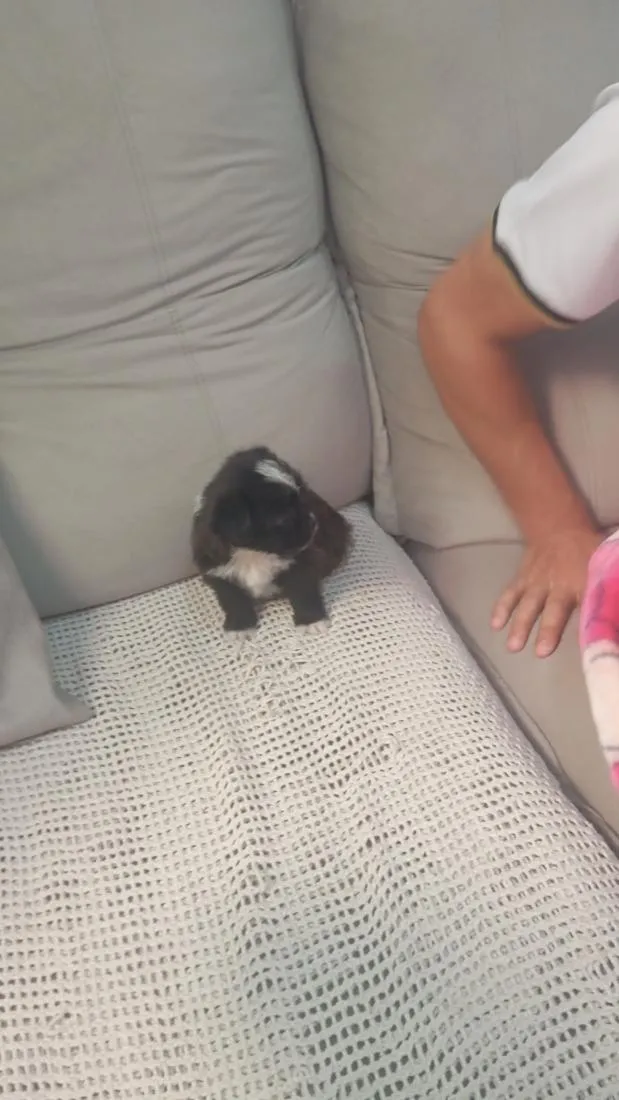 Cachorro raça Shitzu idade Abaixo de 2 meses nome Belinha
